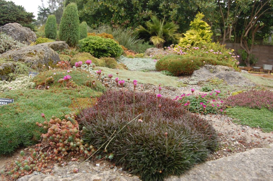 Армерия в ландшафтном дизайне