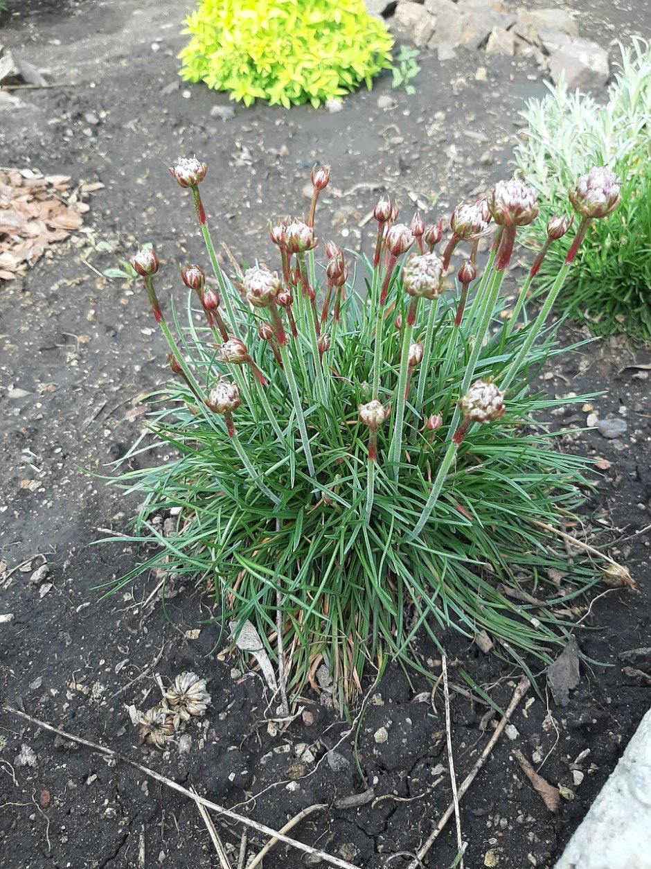 Армерия Приморская Луизианская