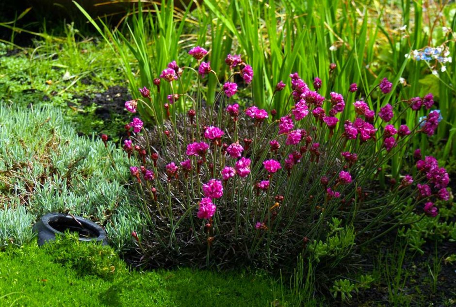 Армерия Приморская