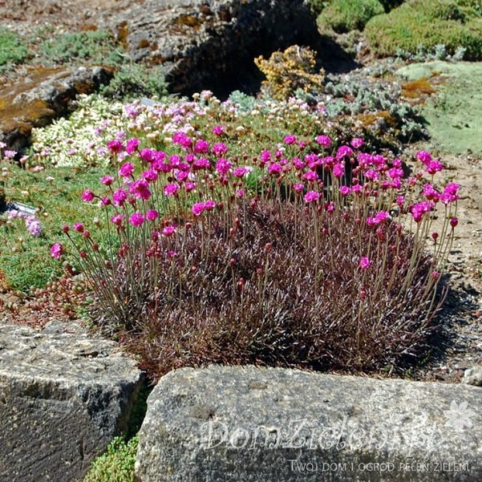 Армерия рассада