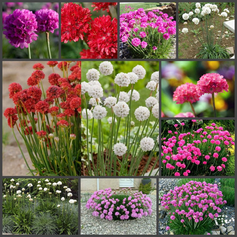 Армерия Приморская Розеа