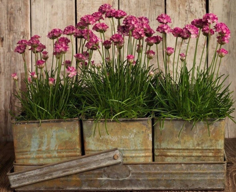 Армерия Приморская в цветнике