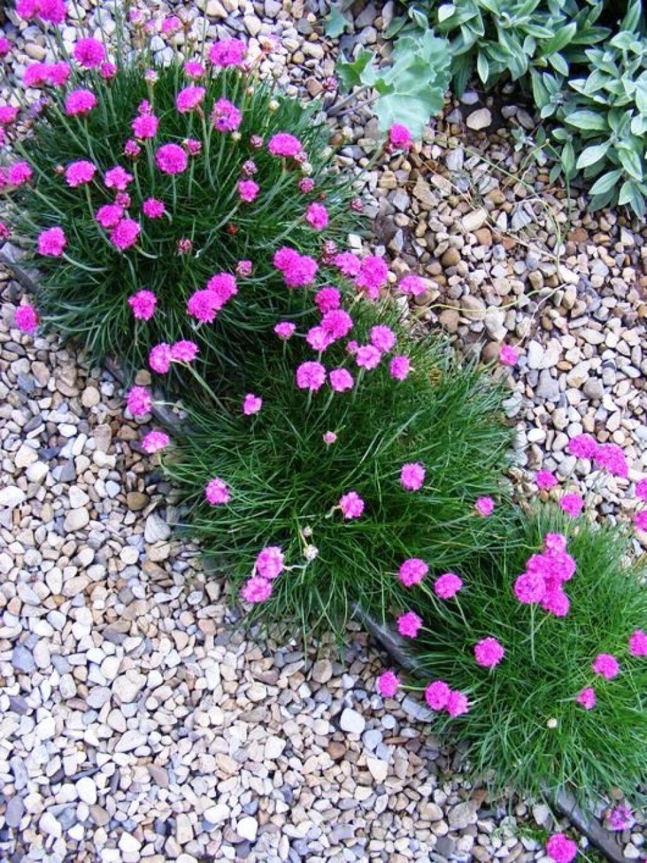 Лихнис Альпийский многолетний