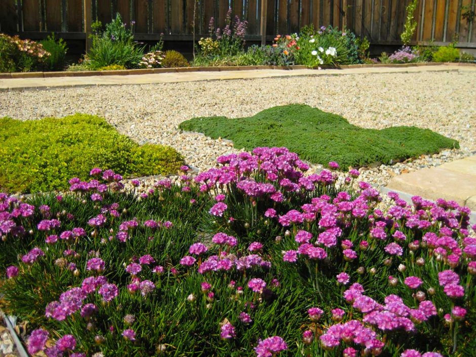 Армерия Приморская на клумбе