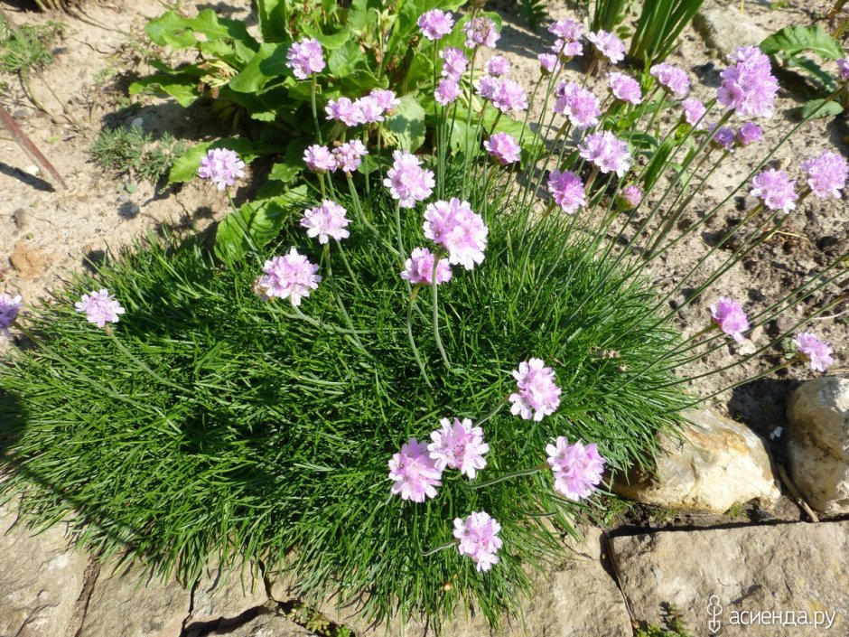 Армерия Приморская Элегия