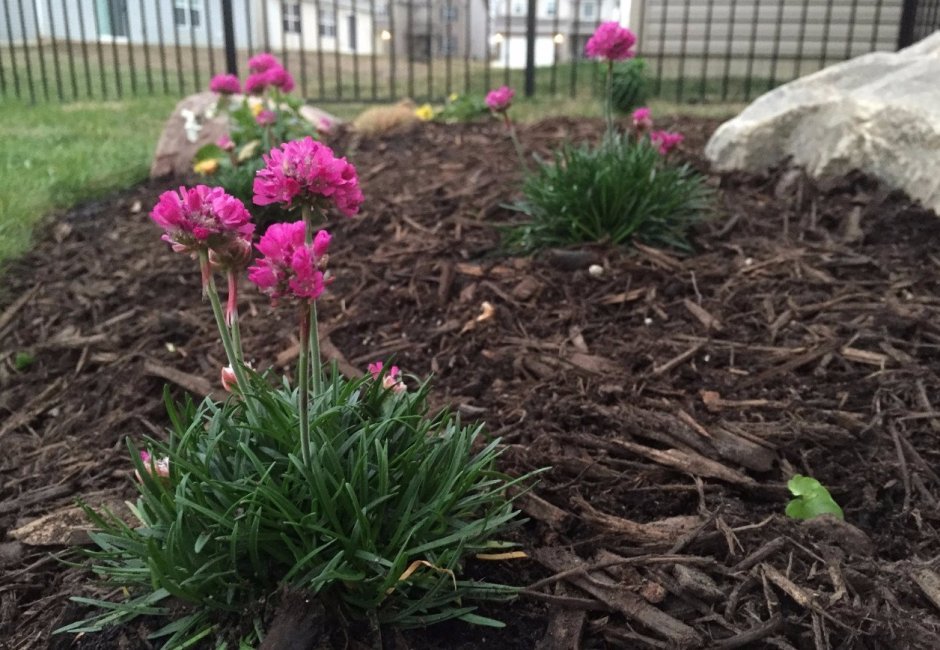 Армерия Приморская Уайт