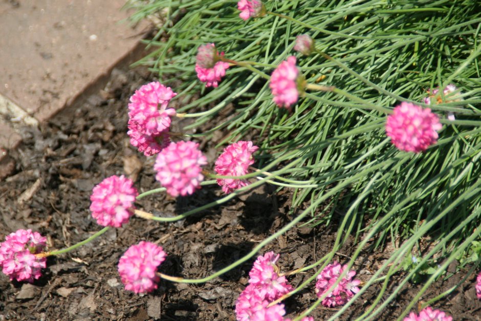 Армерия Приморская (Armeria maritima)