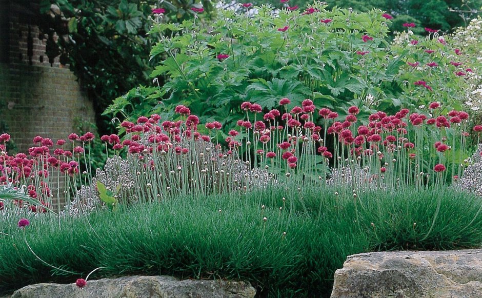 Армерия красивая у дорожки