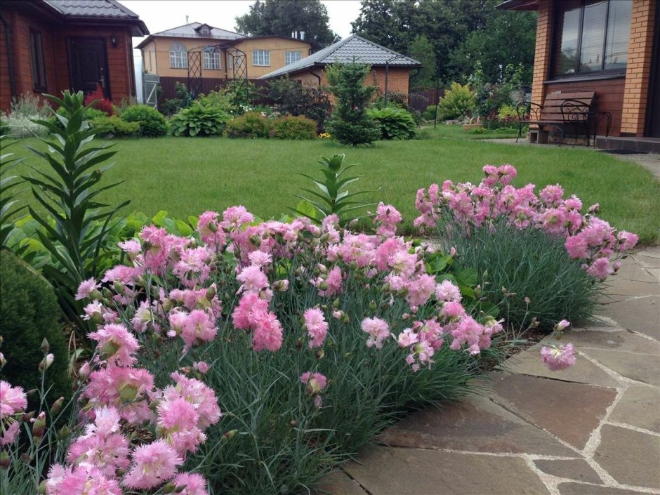 Армерия Луизианская 0,05 г