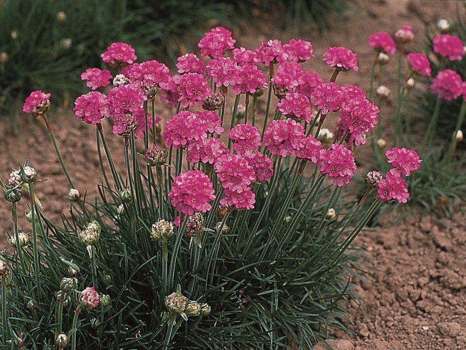 Армерия посадка и уход в открытом грунте фото