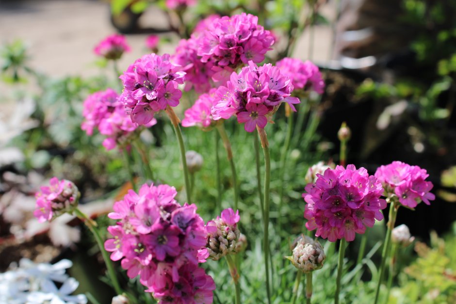 Армерия Приморская Рубрифолиа