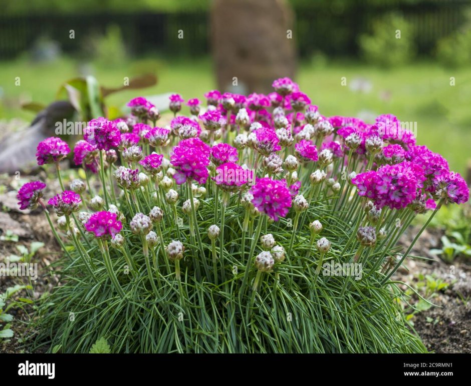 Армерия Приморская