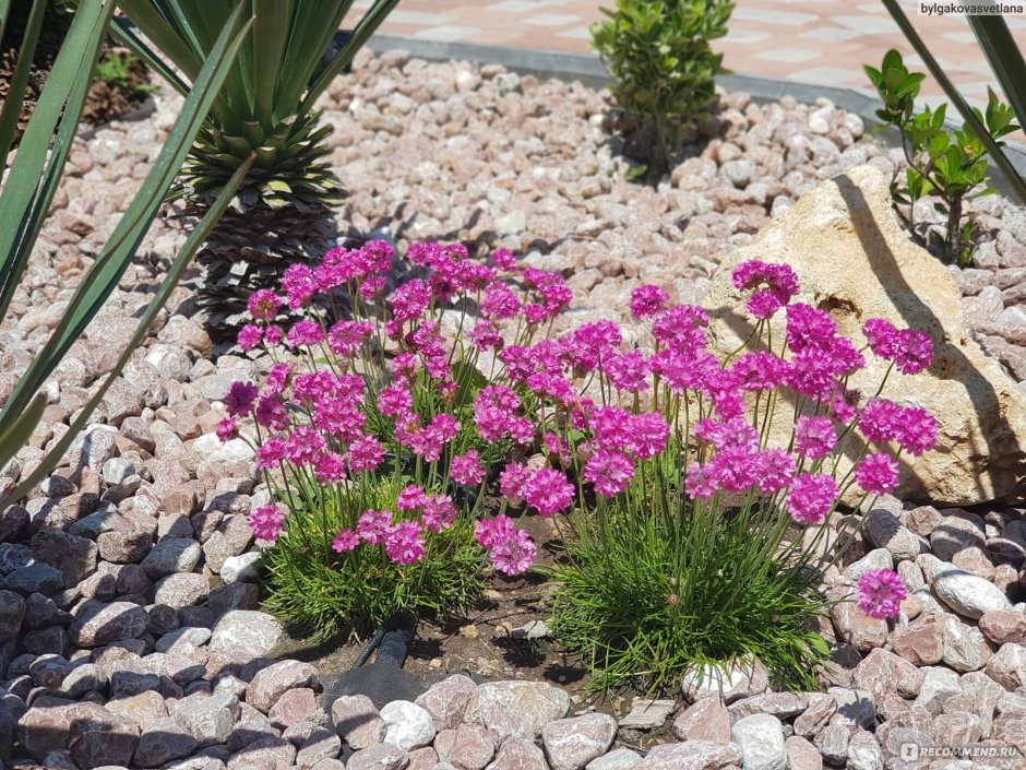 Армерия Приморская ‘rubrifolia’ (Armeria maritima ‘rubrifolia’)
