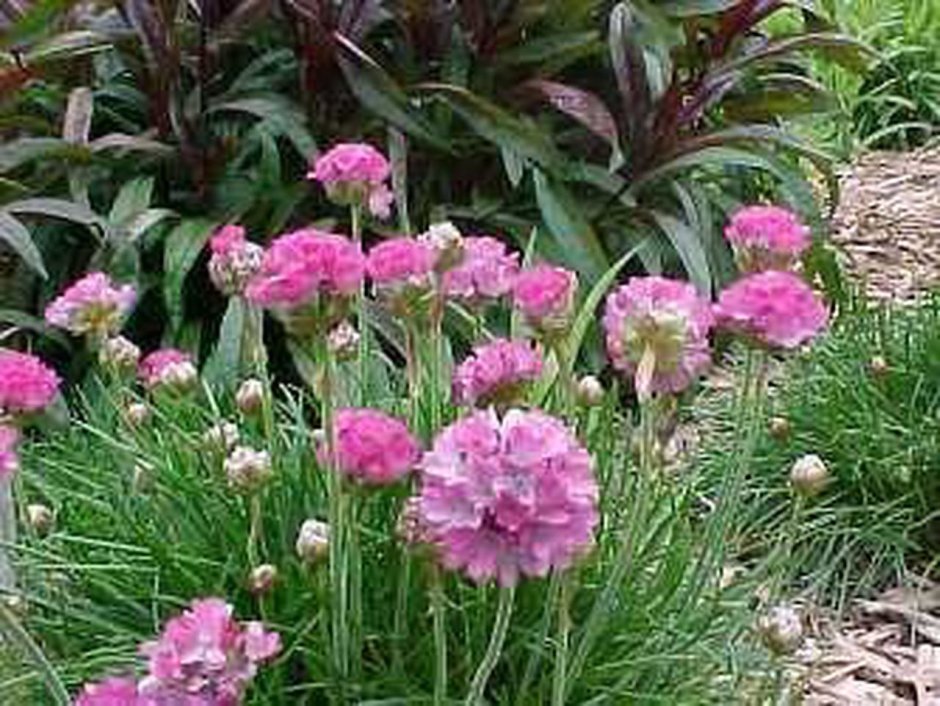 Армерия в бордюре