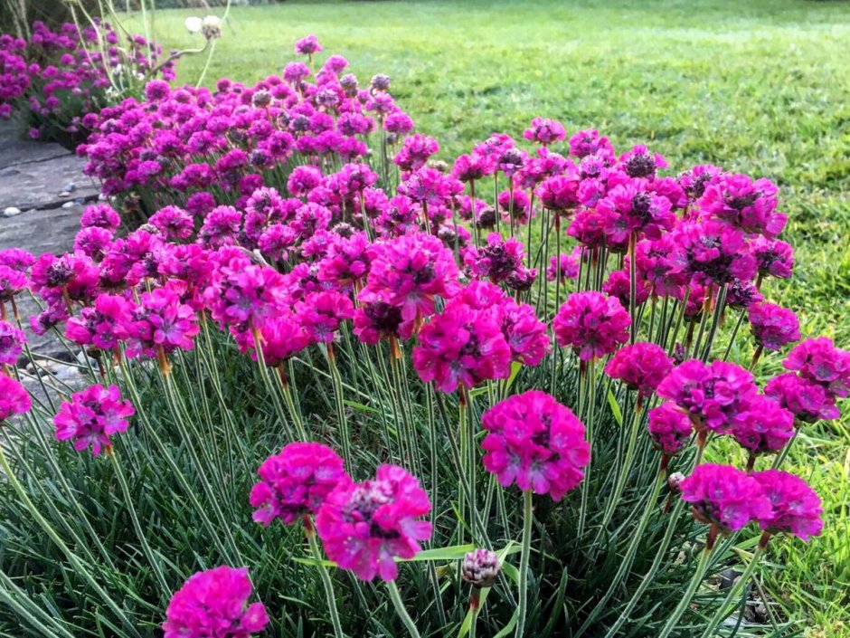 Армерия Приморская Луизианская