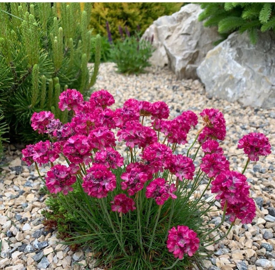 Армерия р9 Альба