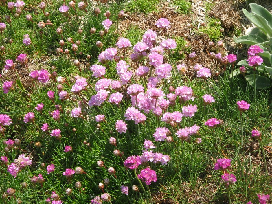 Гвоздика Садовая Шабо на клумбе