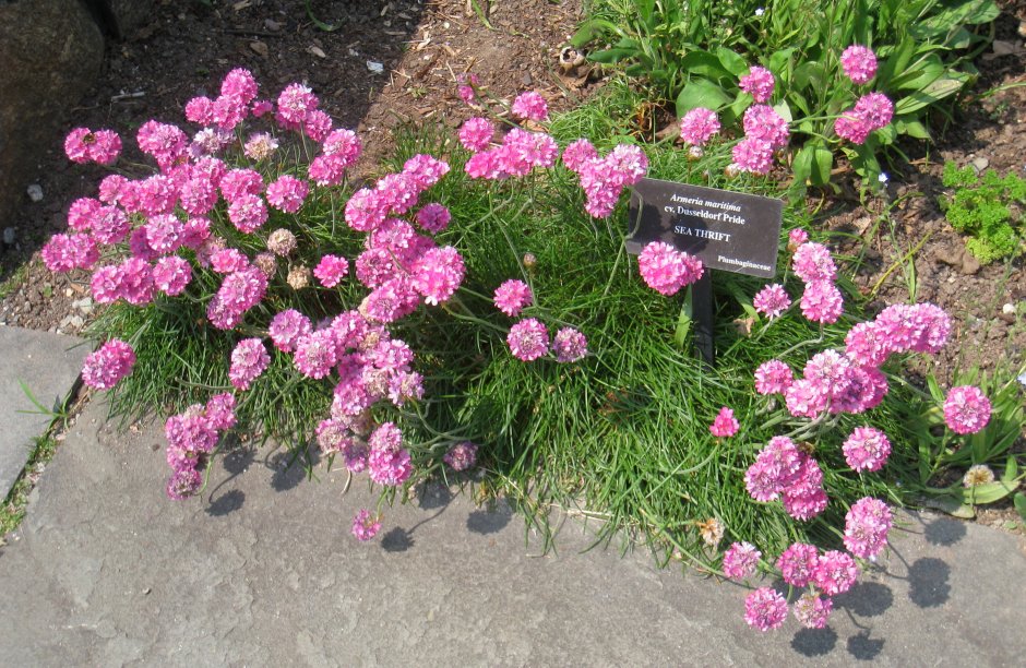 Армерия splendens