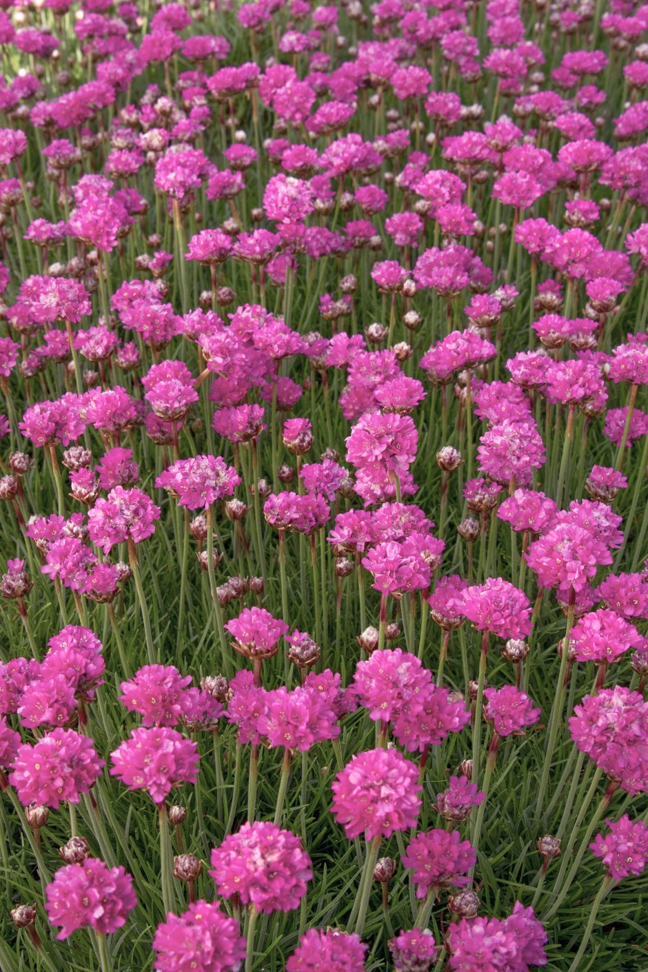 Армерия Армада Роуз