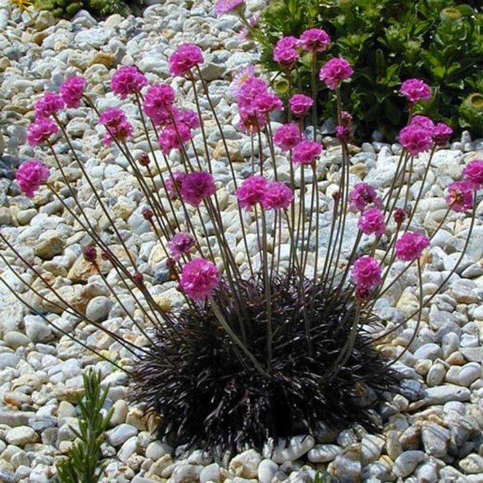 Флокс шиловидный и гортензия