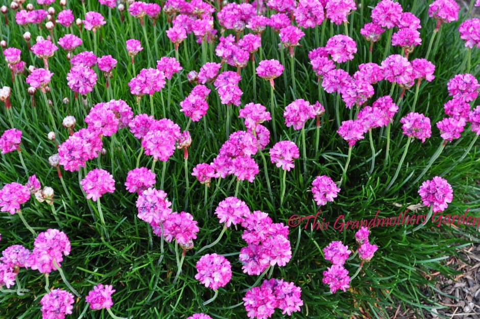 Армерия Бладстоун