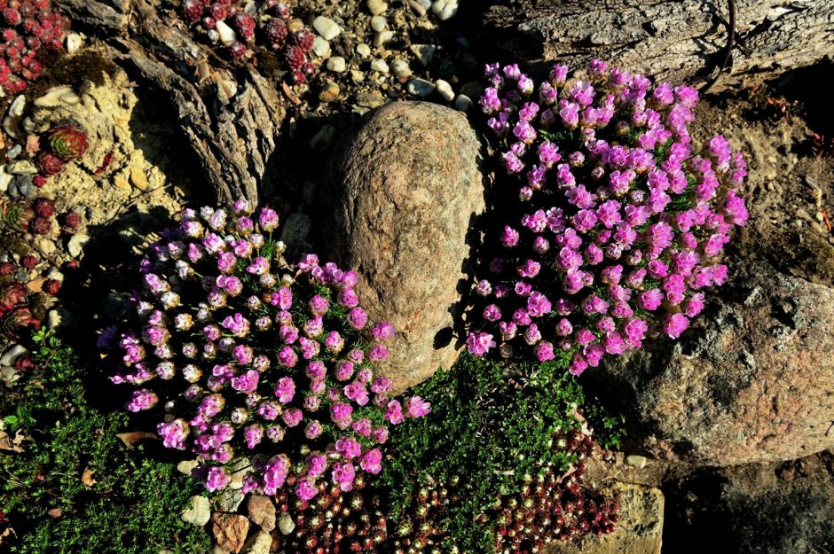 Армерия Приморская Рубра