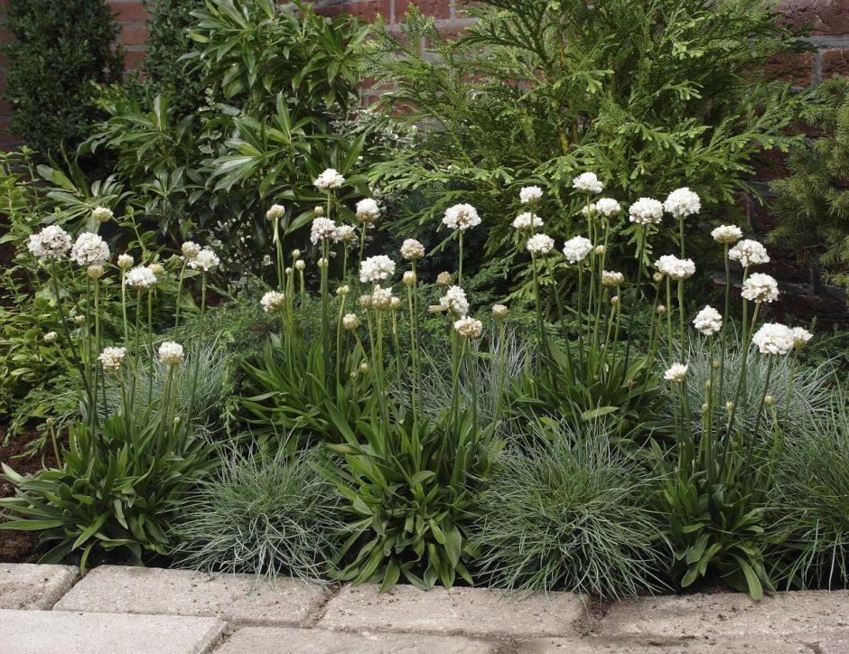 Армерия многолетник Ариадна