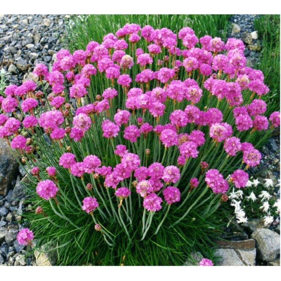 Миксбордер шалфей