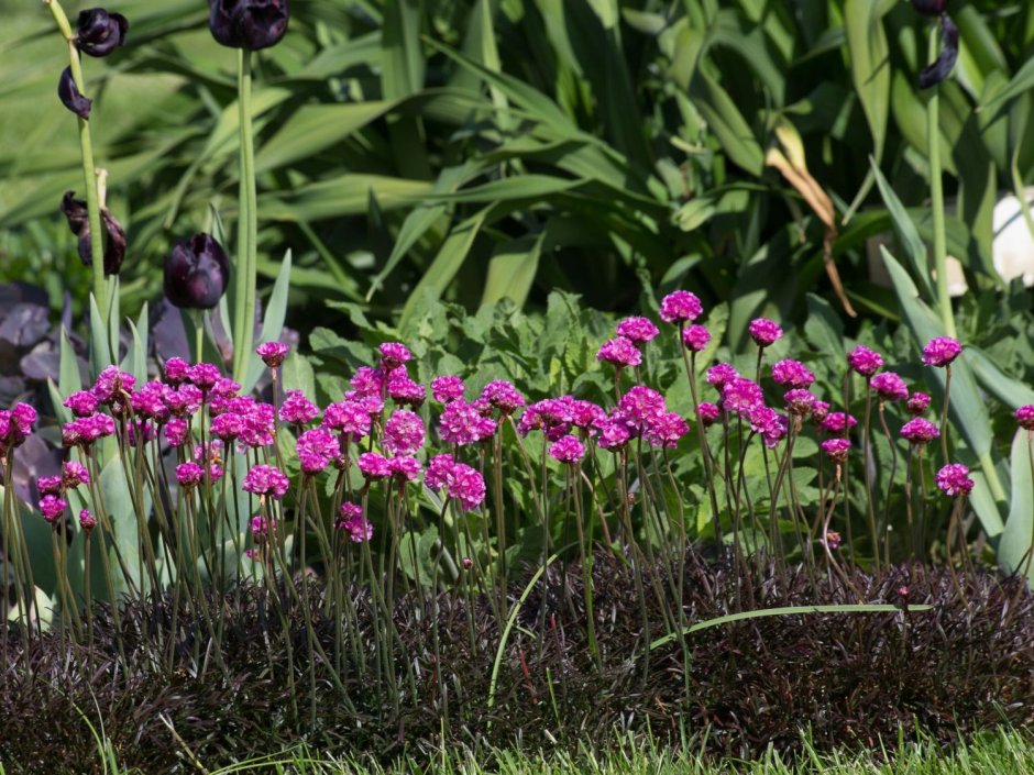 Армерия Приморская (Armeria maritima)