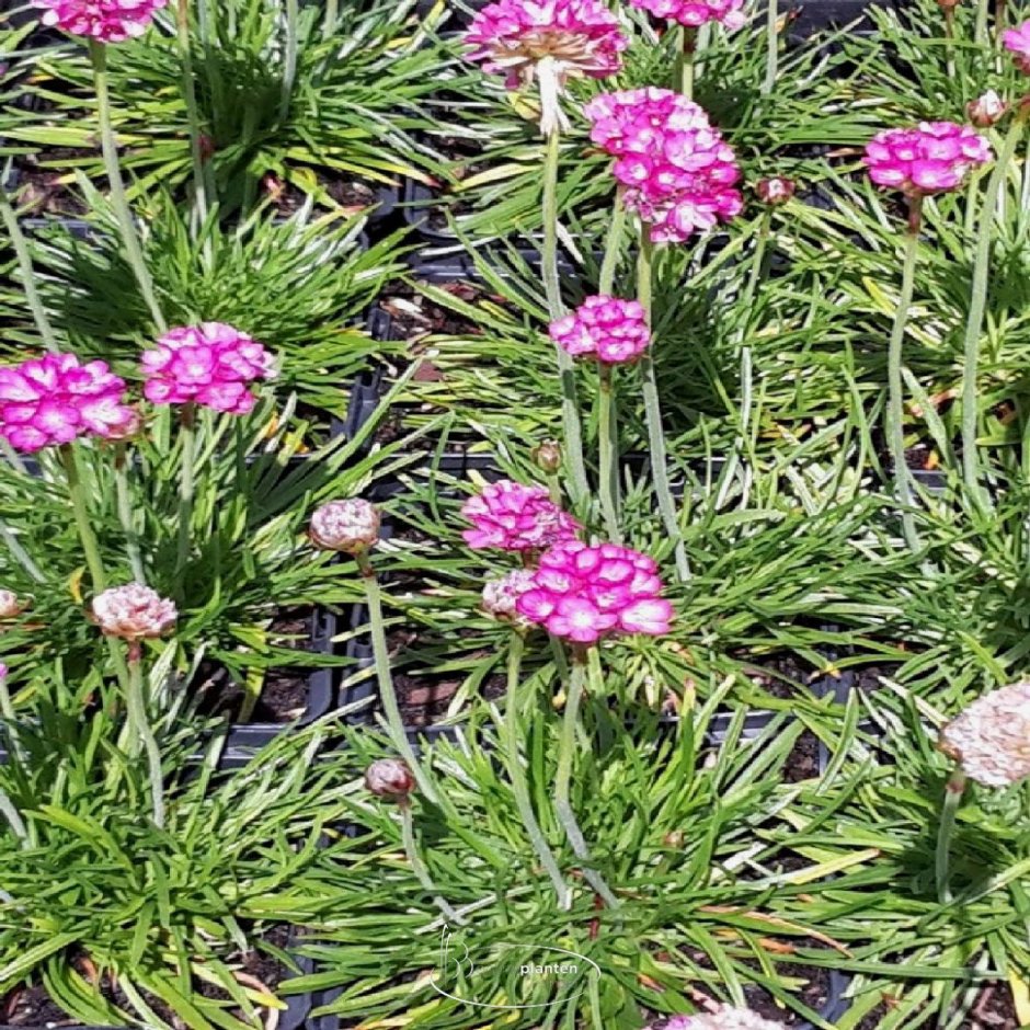 Армерия Приморская Рубра