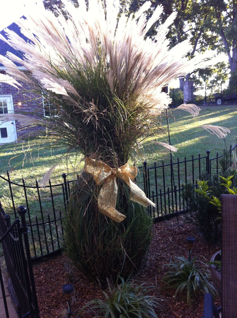 Пампасная трава в ландшафте