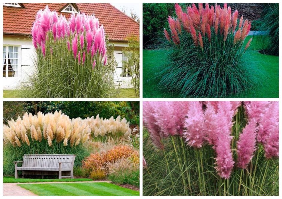 Кортадерия Селло Анна