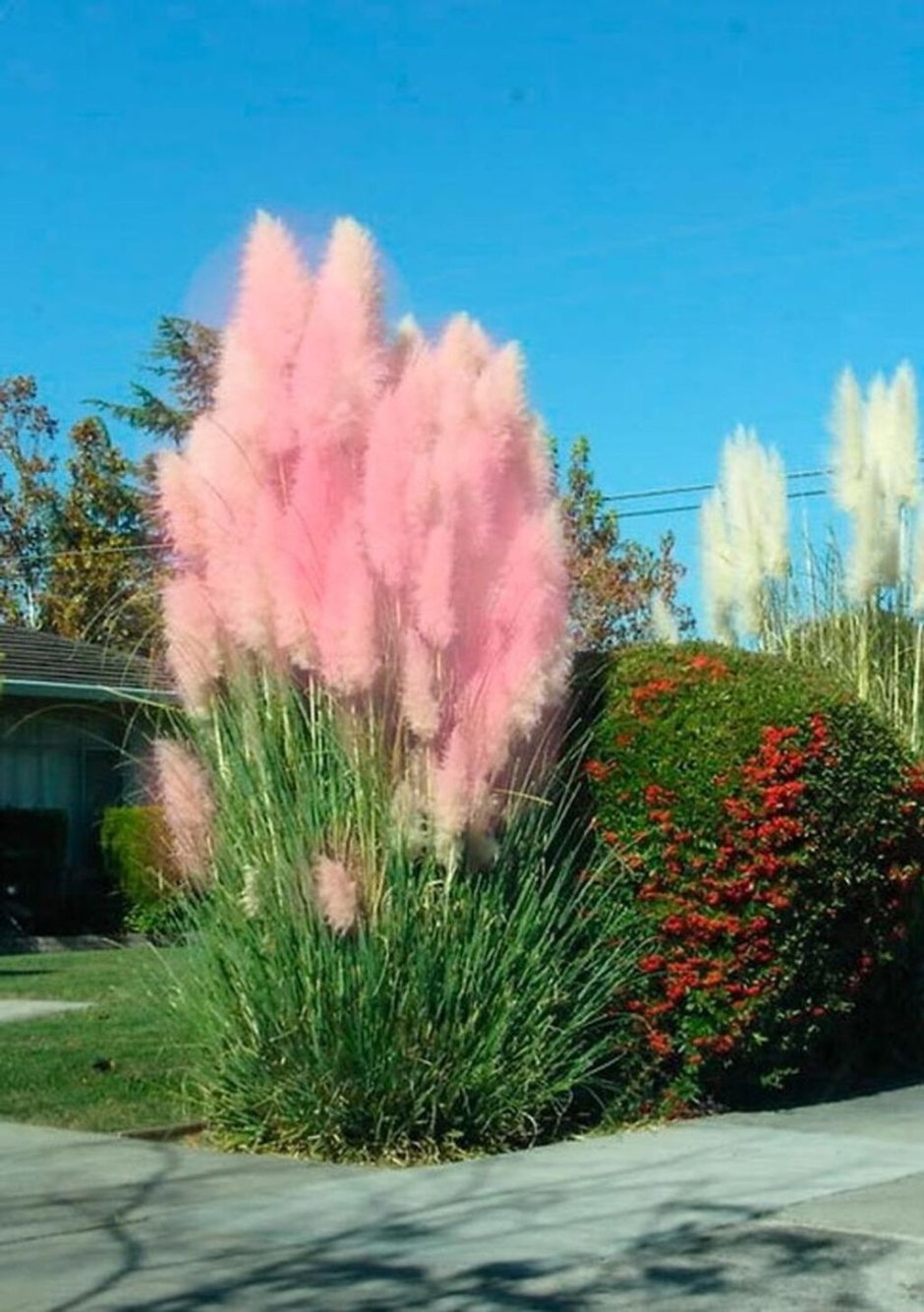 Кортадерия пампасная трава розовая
