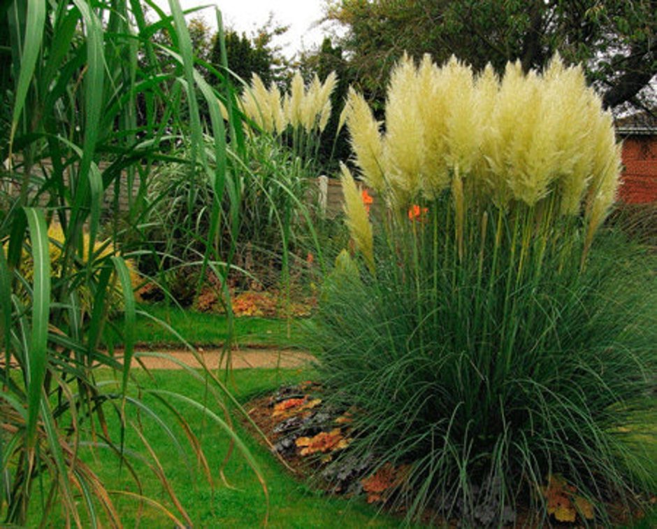 Композиции с пампасной травой в саду