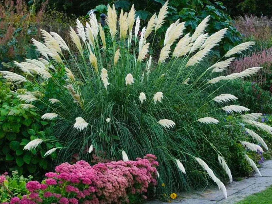 Кортадерия Селло Пинк