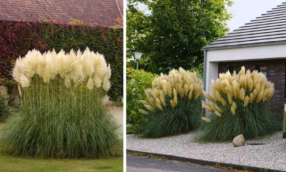 Пампасная трава камыш