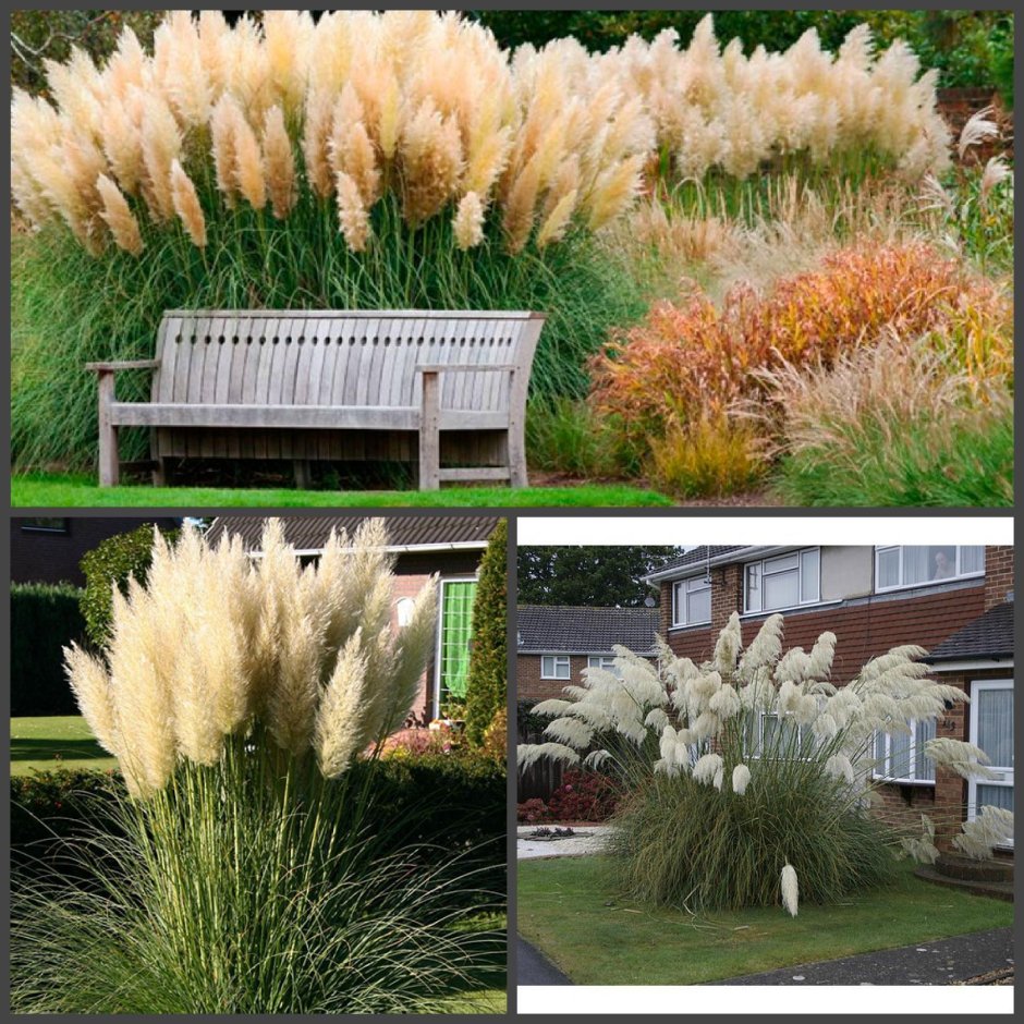 Пампасная трава Пинк фрезер