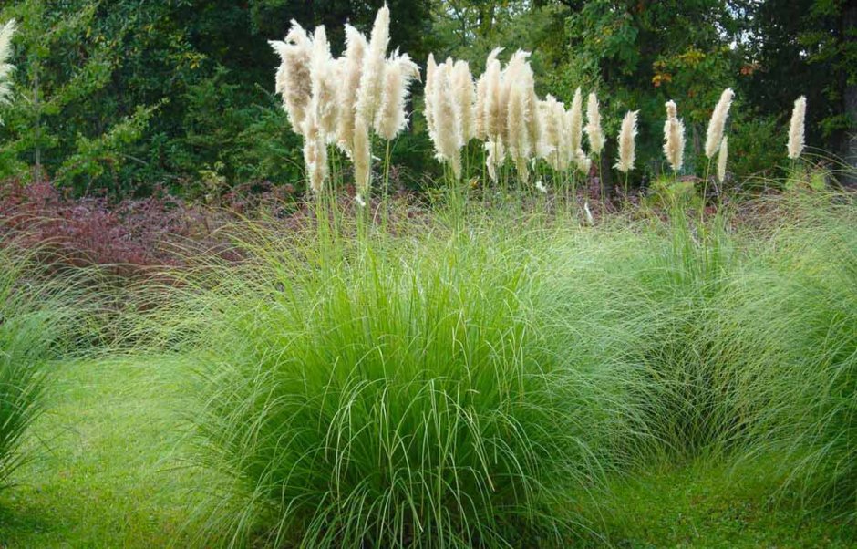 Кортадерия Пумила