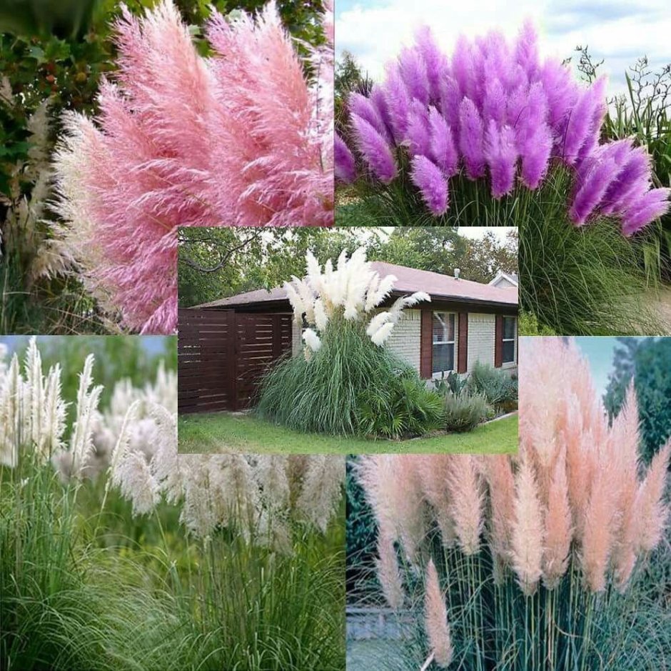 Кортадерия Лилак Скай