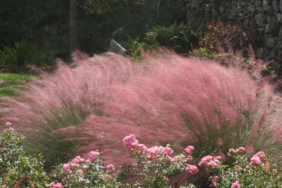 Кортадерия Росеа