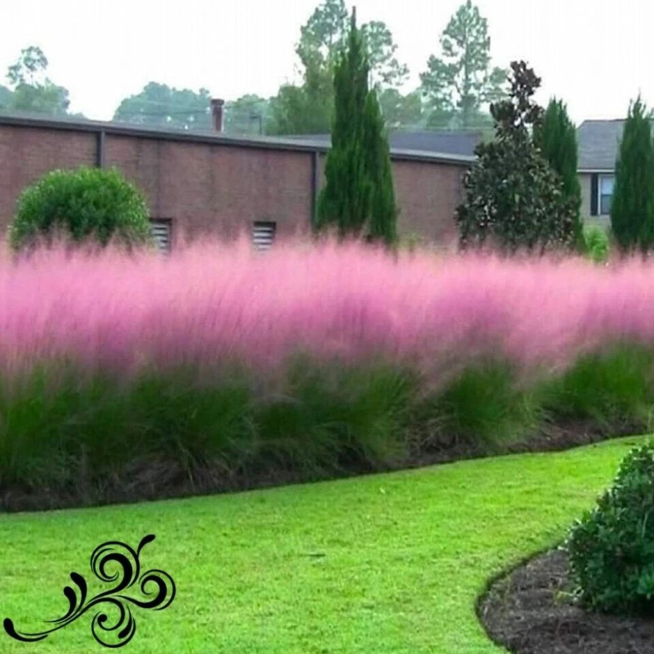 Трава Мюленбергия волосовидная