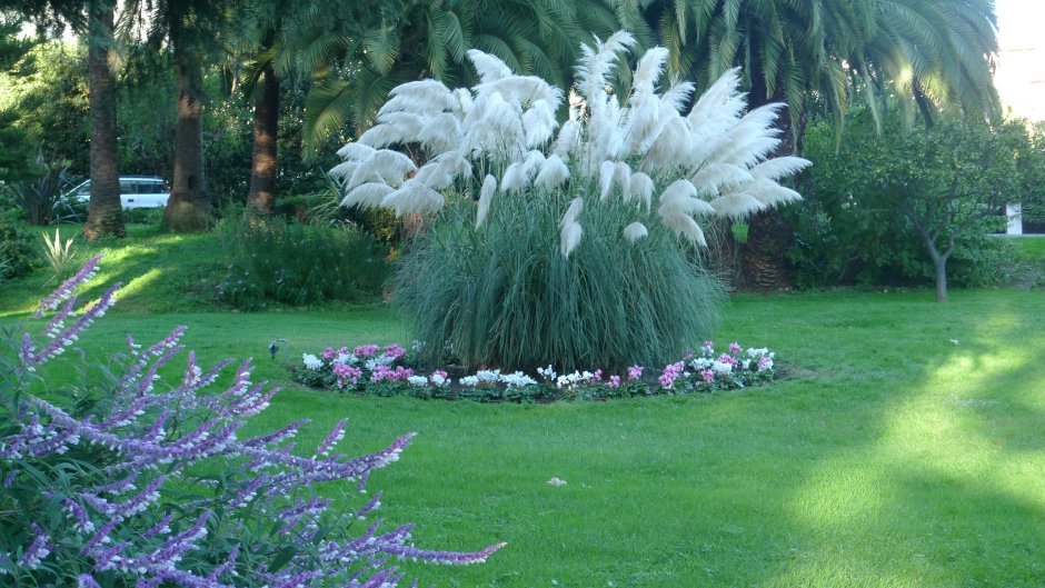 Кортадерия серебристая (пампасная трава)
