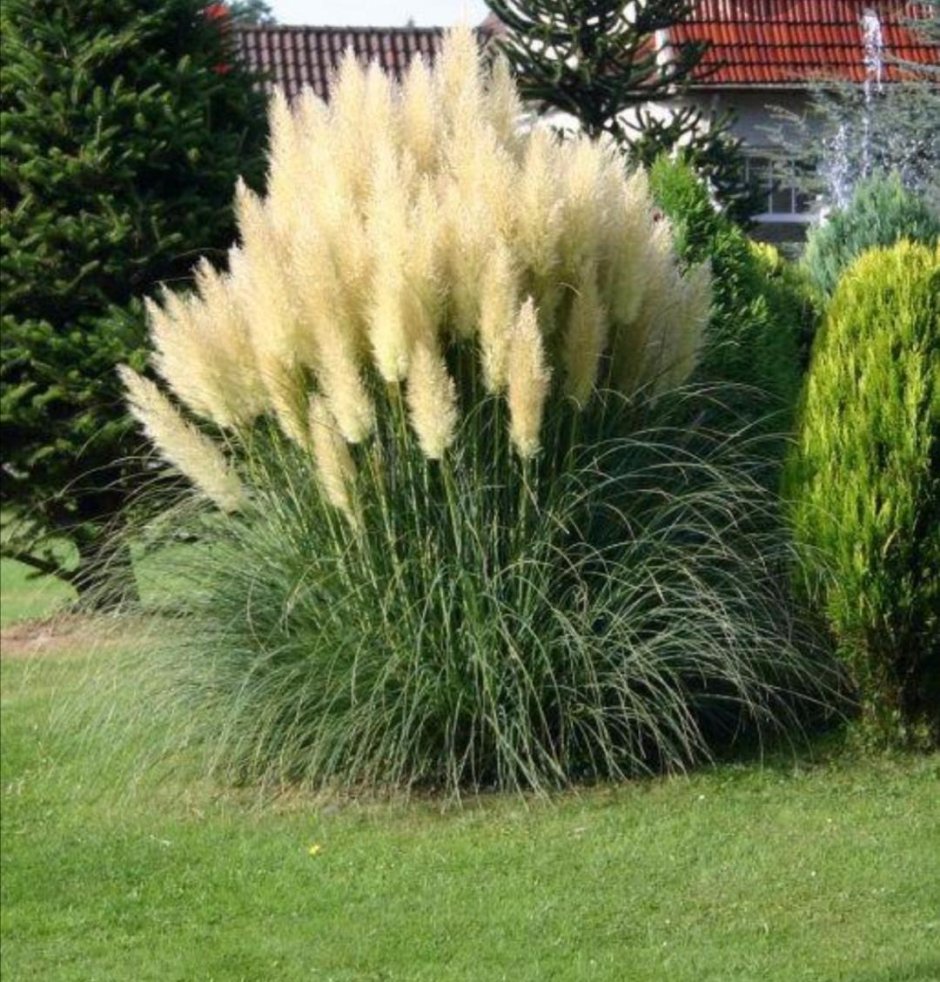 Кортадерия серебристая (пампасная трава)