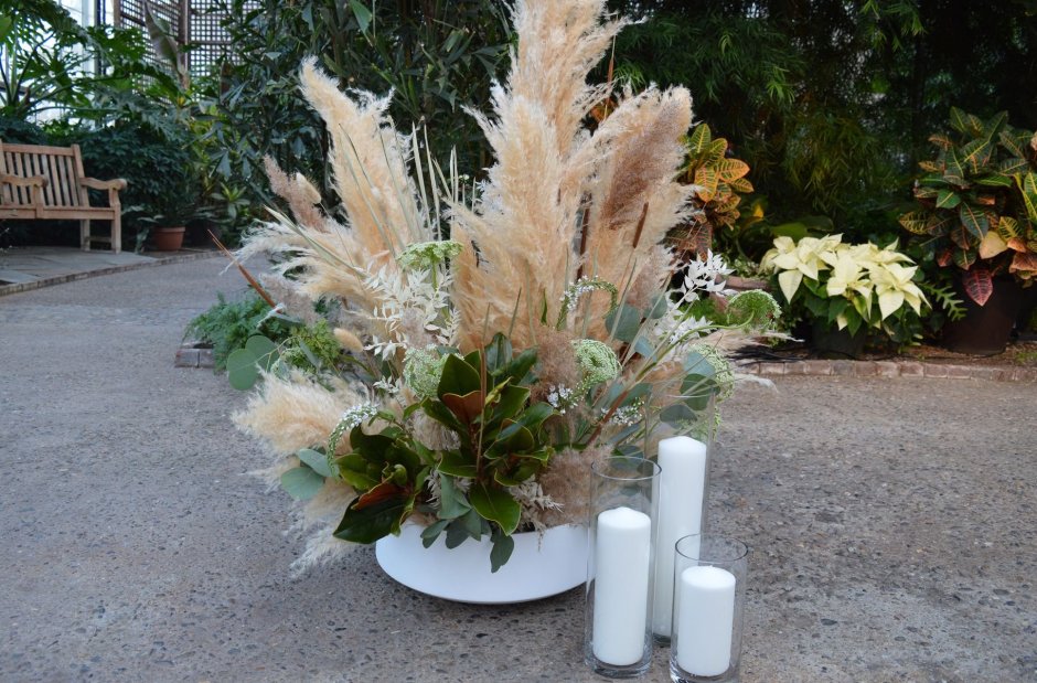 Кортадерия сухоцвет