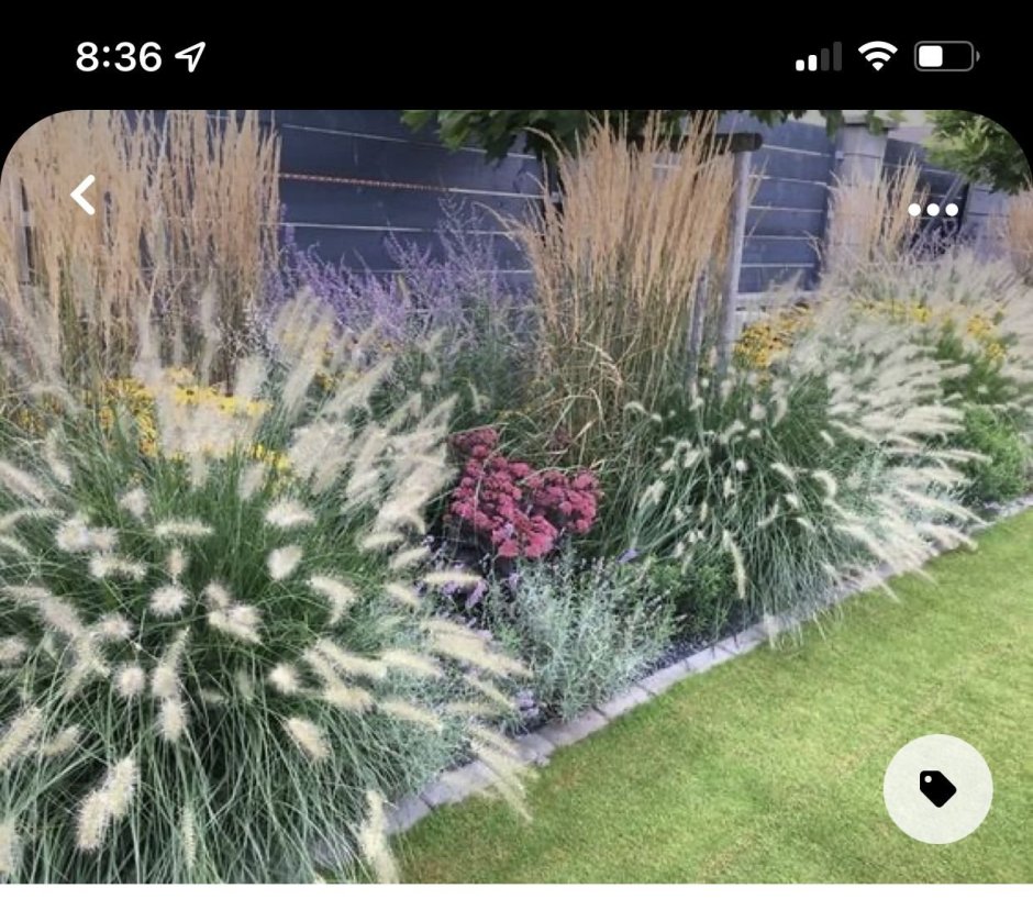 Пампасная трава камыш