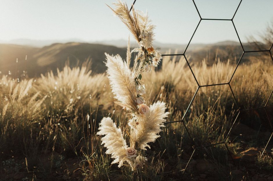 Лаванда и злаки в саду