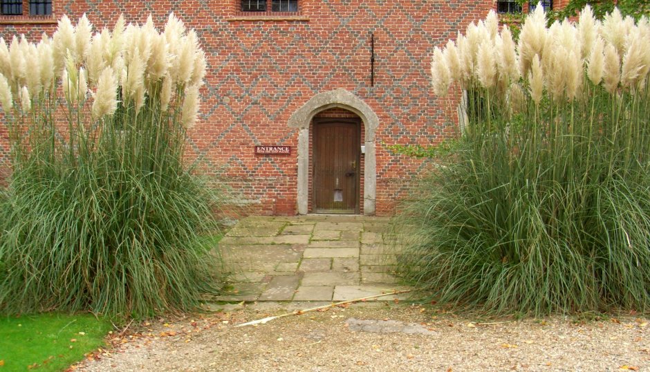 Мюленбергия волосовидная