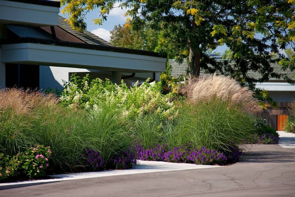 Кортадерия Саннингдейл Сильвер