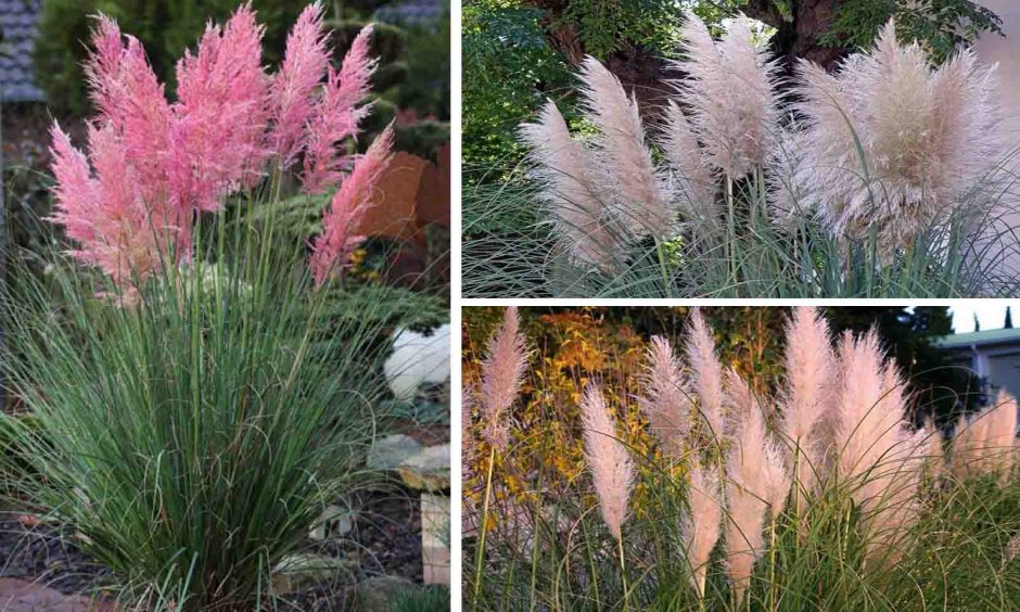 Вейник остроцветковый Overdam