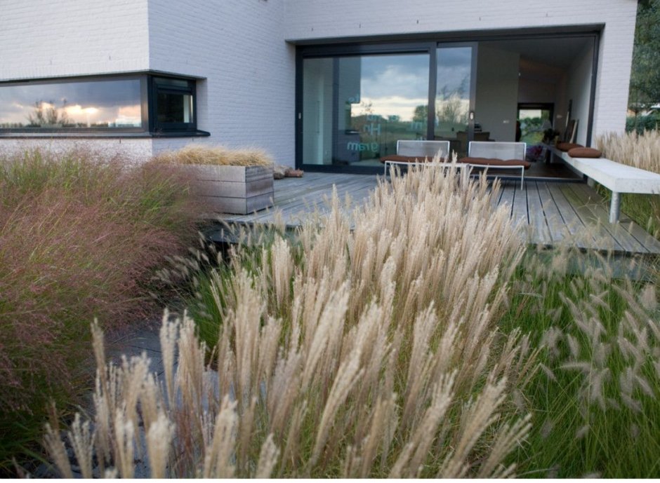 Пампасная трава белый шлейф